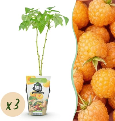 Green boutiQ - Fruitplanten - Framboos - Rubus idaeus Fallgold - Winterhard - 3 Planten - Pot 9 cm - Gele Framboos