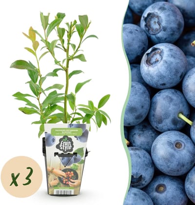 Plantenboetiek.nl | Blauwe Bes - Vaccinium corymbossum Bluecrop - Winterhard - 3 Planten - Ø9cm - 15-25cm hoog - Tuinplant