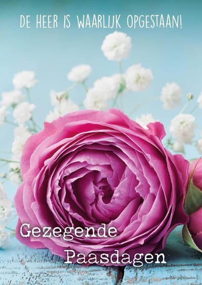 10 stuks Gezegende paasdagen - bloem rose| Christelijke kaart met envelop| Majestically