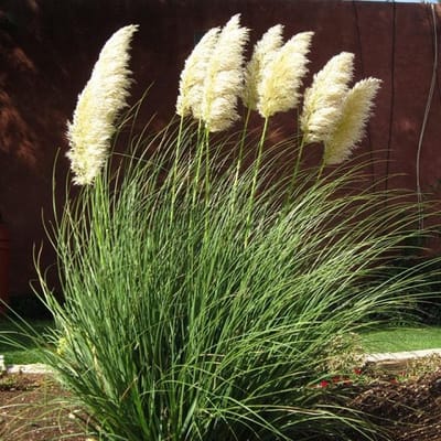 12 x Laag Pampasgras Wit XL - Hoog Siergras - Cortaderia selloana Pumila in C2(liter) pot met hoogte 10 - 40cm