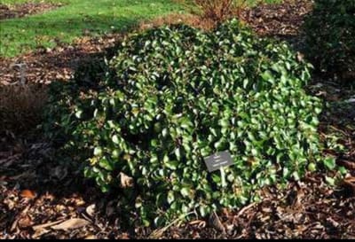 Hedera hibern. 'Arbori Compact' - Struikklimop , Atlantische Klimop, Dwergklimop 20- 25 cm in pot