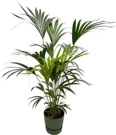 Kentia palm inclusief elho Greenville Round groen - 160cm - Ø30