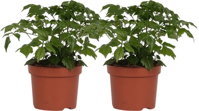 Plantenboetiek.nl | Rademachera Sinica | 2 stuks - Ø12cm - 20cm hoog - Kamerplant - Multideal