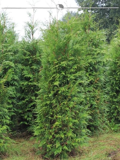 Levensboom Thuja plicata Atrovirens 140-160 cm, 10x Haagplant