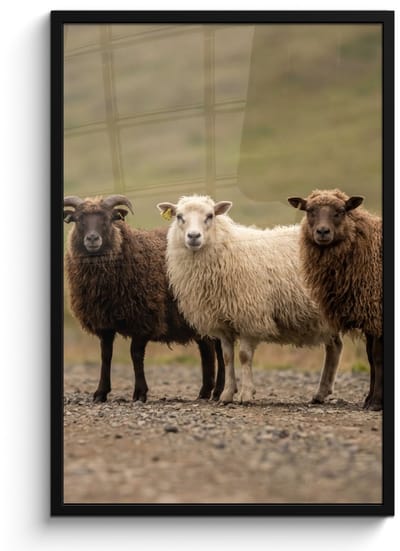 Poster in lijst - Fotolijst 60x90 cm - Posters - Schapen - Bruin - Wit - Grindpad - Posterlijst zwart - Decoratie - Wanddecoratie woonkamer - Muurdecoratie slaapkamer