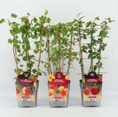 Bijzondere Fruitplanten Mix - Trio Bes, DUO Braam en DUO Framboos - op rek - Hoogte 60 / 70 cm