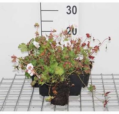 6x Ooievaarsbek - Geranium cant. 'St. Ola' | 9x9 cm pot