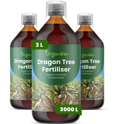 Vloeibare Meststof Voor Drakenboom 3X1 L Voor 3000 L - Npk 2-1-8 - Krachtige Groei - Takvorming - Sterk Wortelstelsel - Nutriëntenopname - Glanzende Zwaardvormige Bladeren - Droogtebestendig - Hittebestendig - Kroonontwikkelin - Organifer
