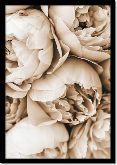 Poster witte pioenroos - 21cm x 30cm a4 - vintage - woonkamer - slaapkamer - bloemen posters - goedkoop - muurposter - natuur - wanddecoratie