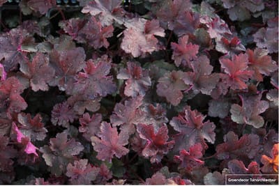 6x Heuchera Heuchera 'Chocolate Ruffles'® Purperklokje | 9x9cm | 9x9cm