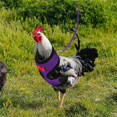 Harnais réglable pour poulet avec laisse Gilet respirant pour poule Animale de compagnie avec ceinture assortie de 1,1 mètre Entraînement extérieur Traction