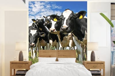 Behang - Fotobehang Koeien - Gras - Weiland - Dieren - Breedte 160 cm x hoogte 220 cm