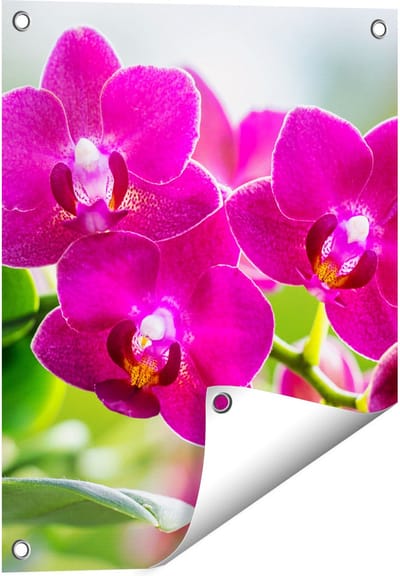 Gards Tuinposter Roze Orchidee Bloemen - 40x50 cm - Tuindoek - Tuindecoratie - Wanddecoratie buiten - Tuinschilderij