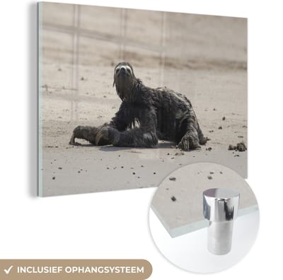 ® Glasschilderij 180x120 cm - Schilderij acrylglas - Luiaard op het strand in het Nationaal park Manu in Peru - Foto op glas - Muurdecoratie woonkamer - Wanddecoratie slaapkamer - Schilderijen