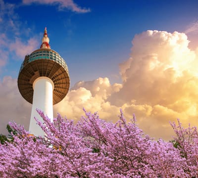 De Namsan Seoul Tower achter kersenbloesem in Zuid Korea - Fotobehang (in banen) - 250 x 260 cm