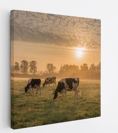 Saammp Canvas Schilderij - Groep koeien in de zonsondergang - Nederland - Dieren - 20x20 - Foto op canvas - Wanddecoratie - Muurdecoratie Woonkamer - Slaapkamer decoratie - Canvas Print