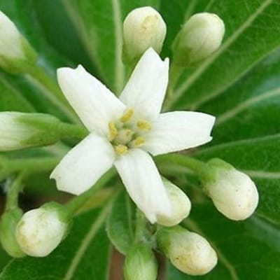 Pittosporum Tobira 'Nanum' - Australische laurier 25-30 cm pot