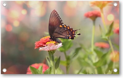 Kleine zwarte satyrium vlinder op een roze bloem - Tuinposter 160x100 - Wanddecoratie - Dieren - Natuur - Bloemen