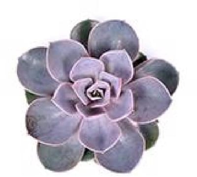 18x Echeveria parel van neurenberg