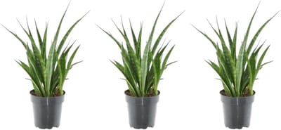 Trendyplants - Kirkii mix - 3x Sansevieria Kirkii - Hoogte - 25-45 cm - Potmaat Ø12cm