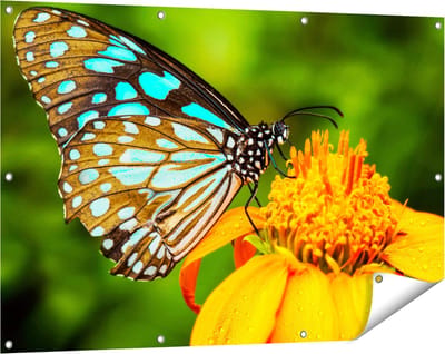 Gards Tuinposter Blauwe Vlinder bij een Oranje Bloem - 120x80 cm - Tuindoek - Tuindecoratie - Wanddecoratie buiten - Tuinschilderij