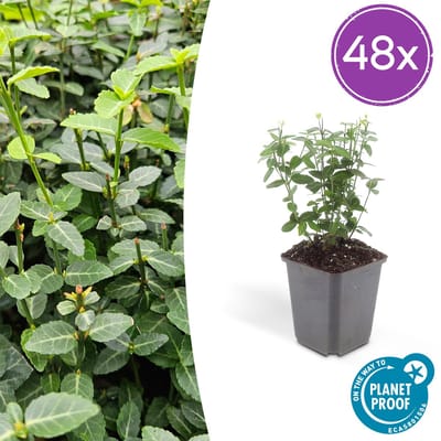 Tuinplantenshop.com | Euonymus fortunei radicans | 48 stuks - Ø9cm - 10-25cm hoog - Tuinplant