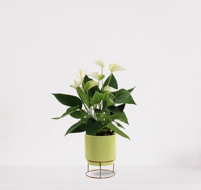 Anthurium Wit in sierpot Emma lime green – bloeiende kamerplant – flamingoplant – 40-50cm - Ø13 – geleverd met plantenpot – vers uit de kwekerij