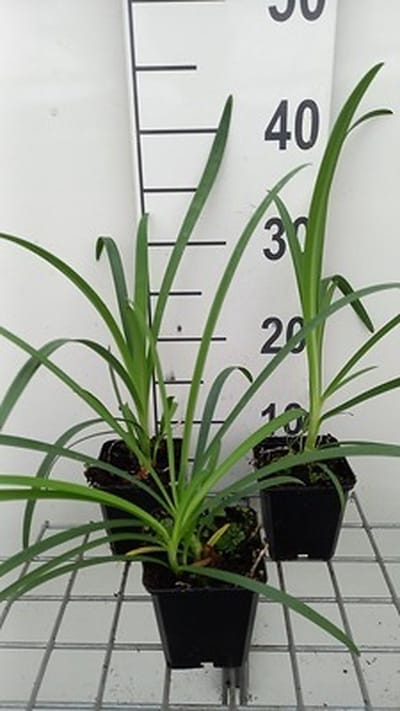 6x Afrikaanse lelie - Agapanthus hybr. 'Arctic Star' | 9x9 cm pot
