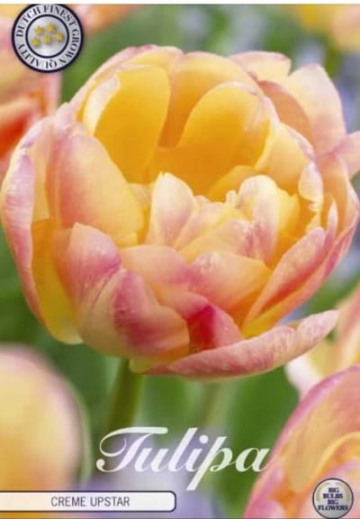 Dutch Finest Quality bloembollen - Tulpen Tulp Double Late Creme Upstar x7 12/+s