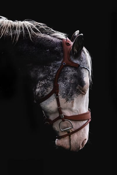 Paardenhalsbanden met glijsysteem voor paardrijden Stübben Freedom II