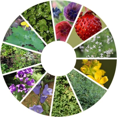 Schaduwflora zandgrond - Schaduwrijke bloemen - zadenmengsel