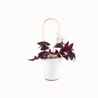 Kleine Plantensteun Goud Hoop - Mini Plant Stake Hoop Gold - 30 cm hoog Plantensteun - Gerecycled aluminium