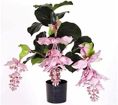 Medinilla, 4 bloemen, hoogte 80 cm in plastic pot - kunstbloemen kunstplanten kunstplanten bloemen