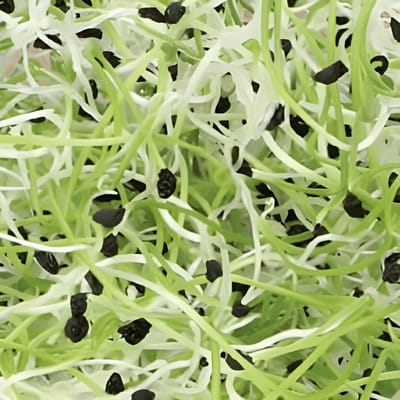2 sets - Prei Kiemzaden Organic Allium Porrum Eenjarig Spruitgroente