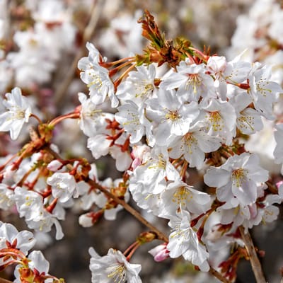 Prunus incasa 'Mikinori', Fuji-kers, Hoogte 40-50 cm, 3 liter pot
