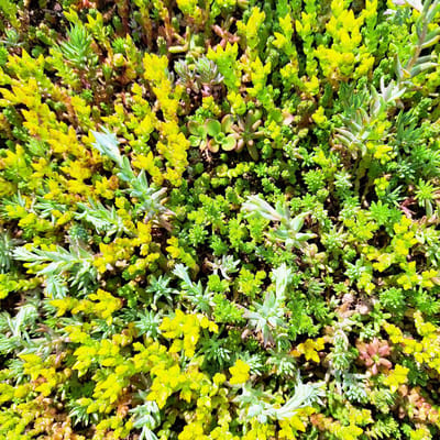 Vetkruid (Sedum) - Mix - Bodembedekkers - Groenblijvend - bloeit in Juli / Augustus / September