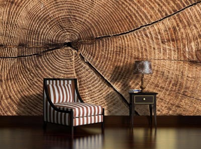 Tree Stump Rings Photo Wallcovering