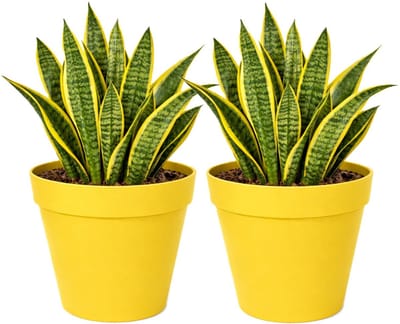 Mega Collections Plantenpot / bloempot - 2x - kunststof - geel - binnen/buiten - D29 x H28 cm