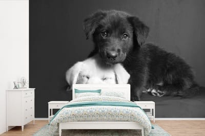 Behang - Fotobehang Honden - Puppy - Zwart - Wit - Dieren - Breedte 420 cm x hoogte 280 cm