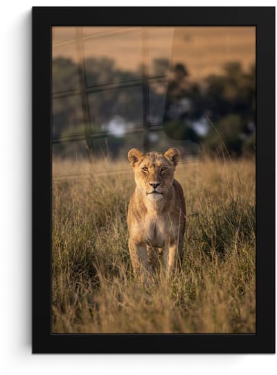 Poster in lijst - Fotolijst 20x30 cm - Posters - Leeuwin - Gras - Geel - Posterlijst zwart - Decoratie - Wanddecoratie woonkamer - Muurdecoratie slaapkamer