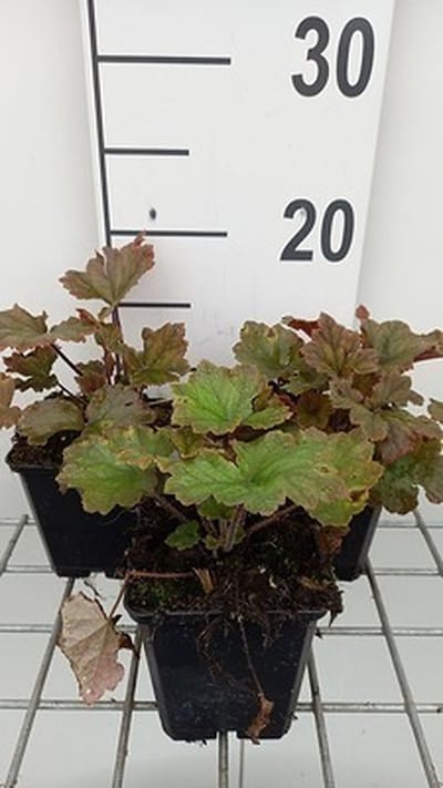 6x Mijterloof - Tellima grand. 'Rubra' | 9x9 cm pot