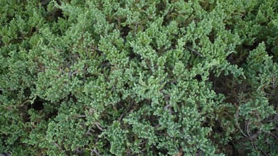 Set Van 4 Kruipjeneverbessen - Juniperus procumbens 'Nana' – Hoogte 15cm - 9cm pot