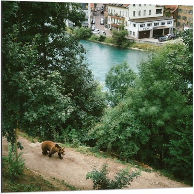 Dibond - Beer in Natuur naast Rivier - 80x80cm Foto op Aluminium (Met Ophangsysteem)