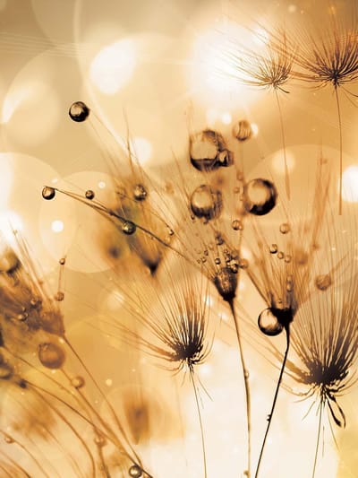 Fotobehang Dandelion | XXL - 206cm x 275cm | 130g/m2 Vlies