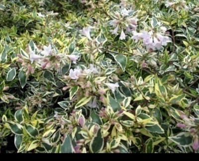 Abelia grand. 'Hopleys'® - Abelia Grandiflora 'Hopleys' 25- 30 cm in pot