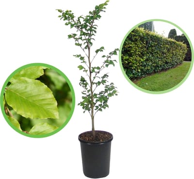 Groene beuk 40-60 cm (in pot) - Fagus sylvatica - Ø17 cm - inheemse plant - meest gekozen haagplant - heel het jaar blikdicht