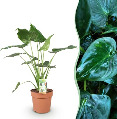 Green BoutiQ - Kamerplanten - Alocasia Cucullata - Boeddha,s hand - Weinig onderhoud - Groen - 1 Plant - Pot 21cm - Hoogte 65-70cm