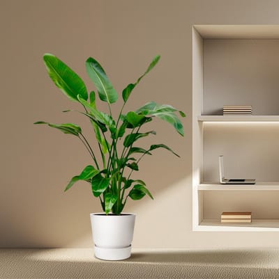 Everspring - Strelitzia Nicolai - 160 cm - ⌀24 - Paradijsvogelplant - Grote Kamerplanten - Gemakkelijk te Verzorgen