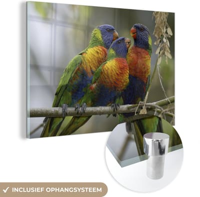 ® Glasschilderij 180x120 cm - Schilderij acrylglas - Twee Lori's van de blauwe bergen met een jongen in Australië - Foto op glas - Muurdecoratie woonkamer - Wanddecoratie slaapkamer - Schilderijen