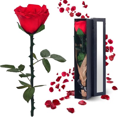Eeuwige Rode Roos Cadeau voor Vrouwen - Gecementeerd Bloemenboeket voor Valentijnsdag, Moederdag of Verjaardag